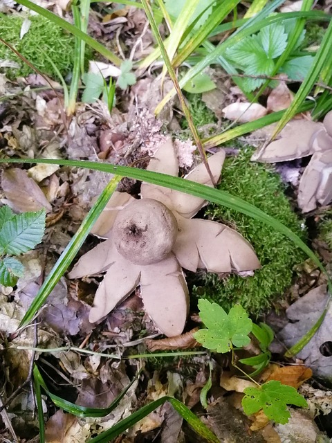Free Mushroom Fungi photo and picture