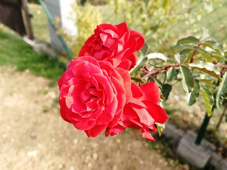 Free Flowers Roses photo and picture