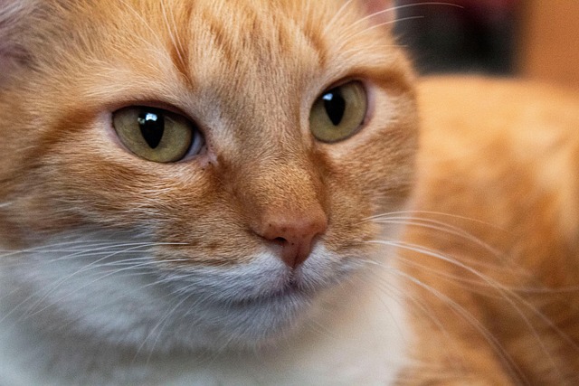 Katze, Katzen, Tier, Haustier, Natur