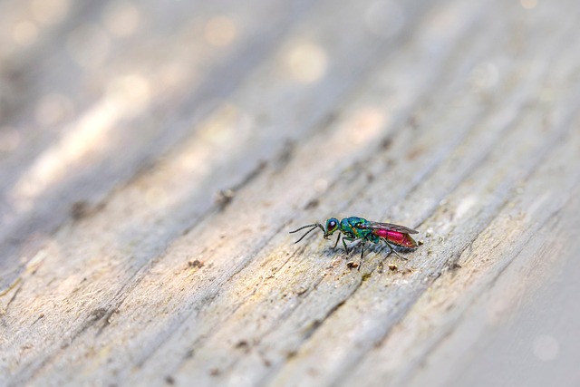 Free Cuckoo Wasp Ruby-Tailed Wasp photo and picture