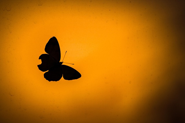 Free Animal Butterfly photo and picture