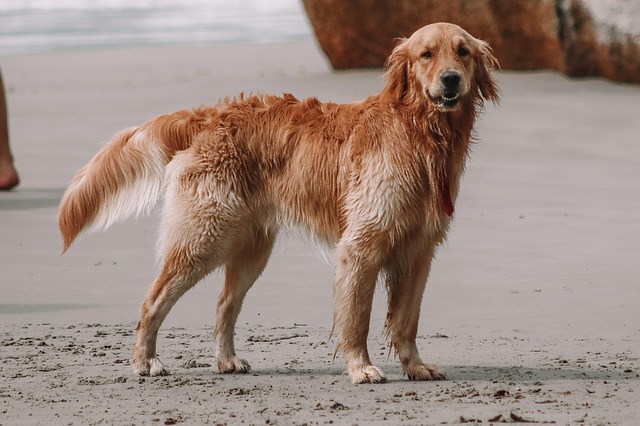 Free Dog Pet photo and picture
