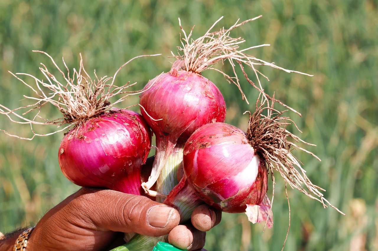 Onion Root Crop Harvest Free photo on Pixabay Pixabay