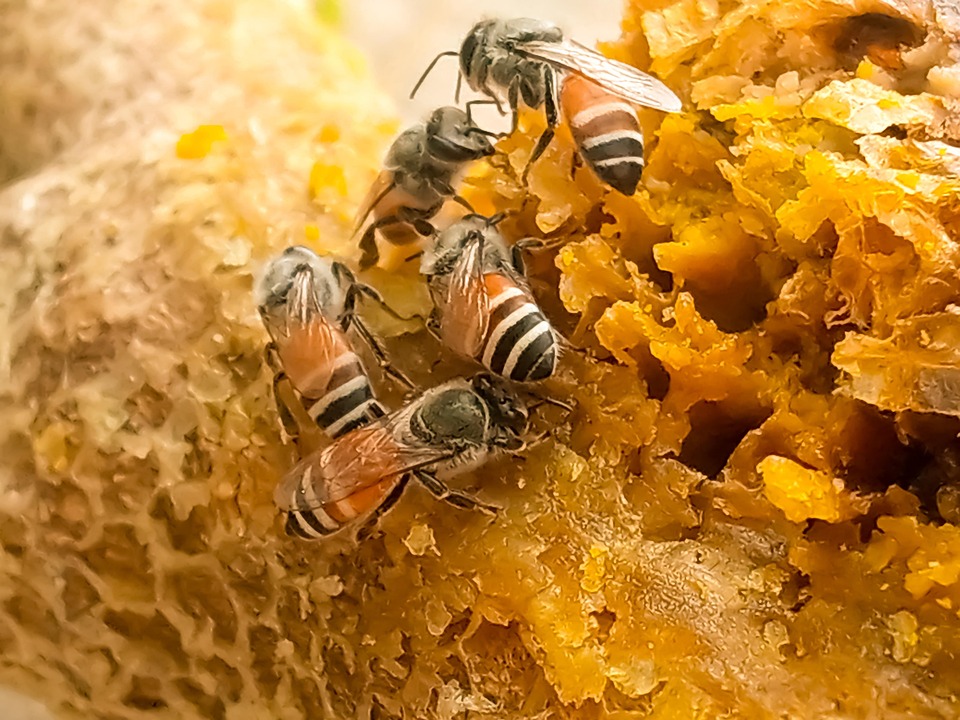 Bee Honey Bees - Free photo on Pixabay - Pixabay