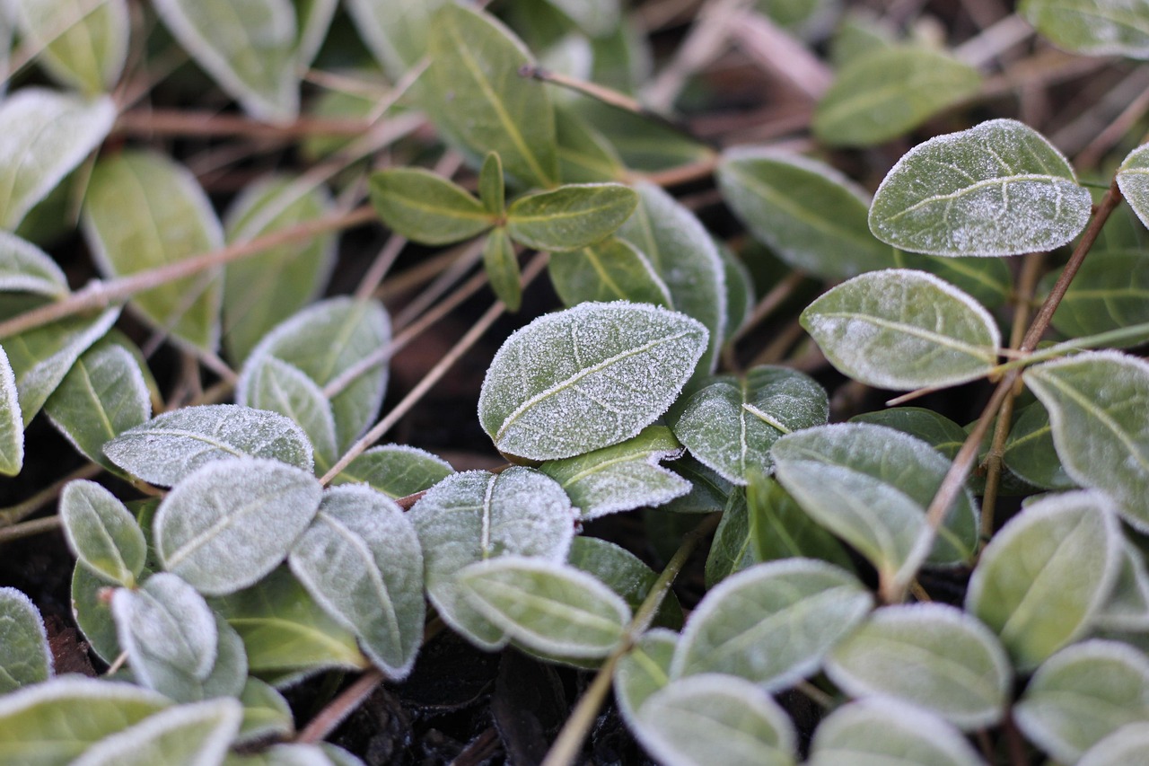 Leaves - free online jigsaw puzzle photo