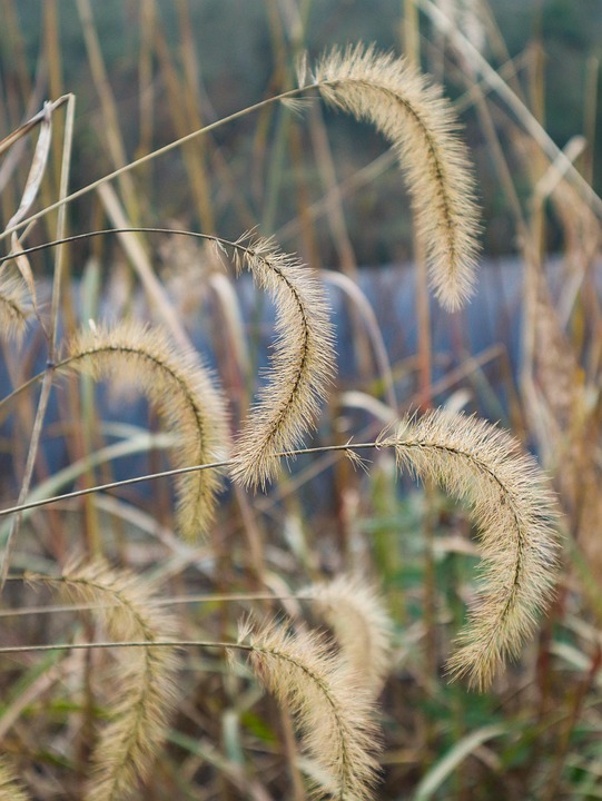 Dog'S Tail Grass Flowers Plant - Free photo on Pixabay