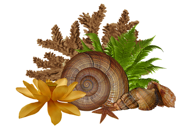 Free Nautical Coral illustration and picture