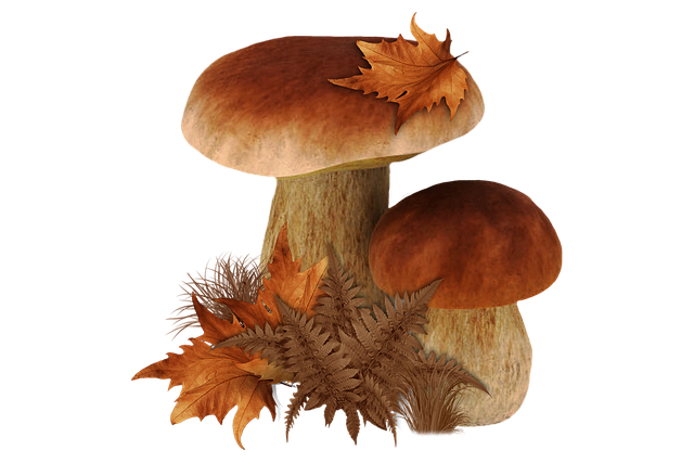 Free Mushrooms Autumn illustration and picture