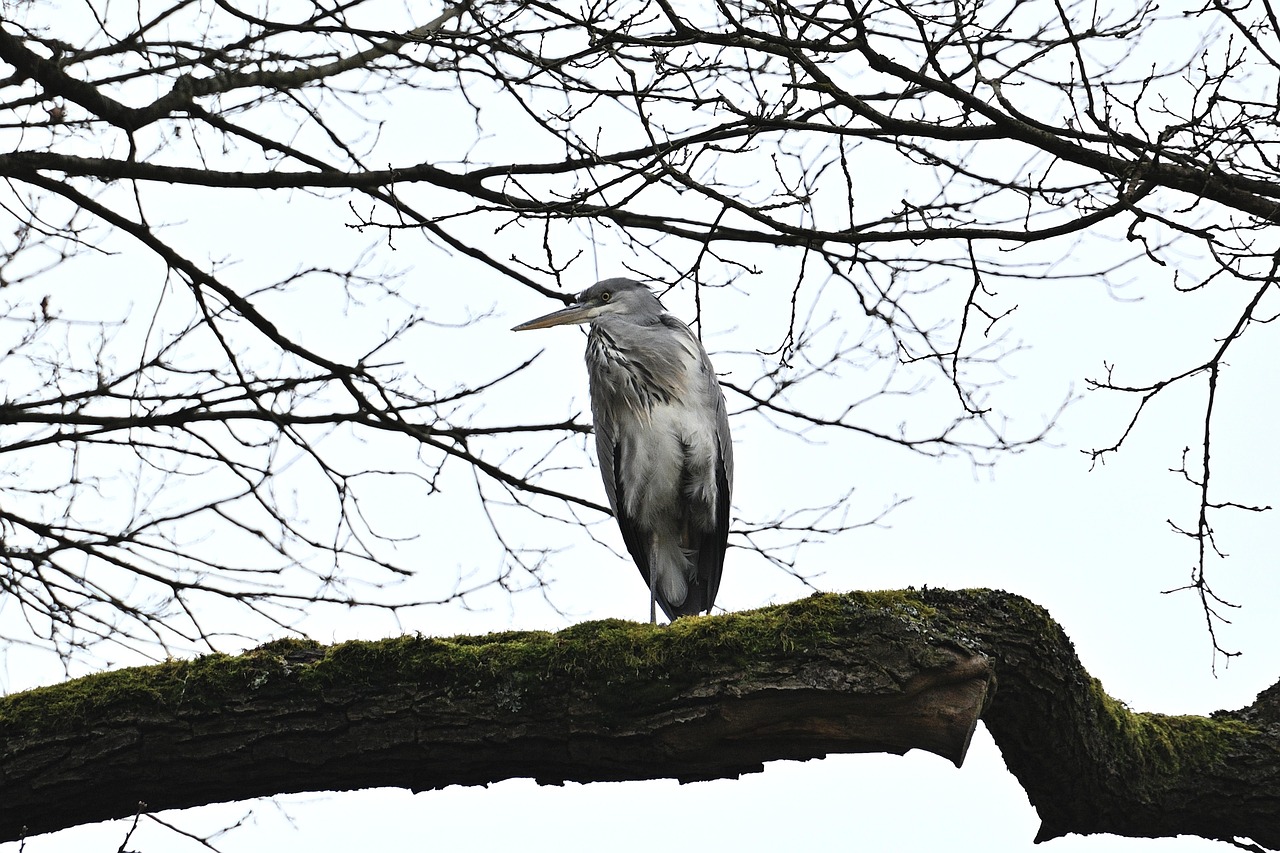 鳥 灰色のサギ 鳥類学 - Pixabayの無料写真 - Pixabay