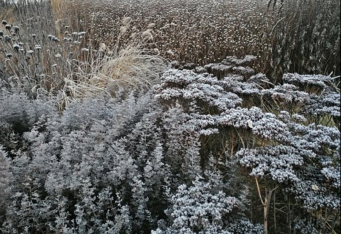 Free Ornamental Grass Grass Perennial photo and picture