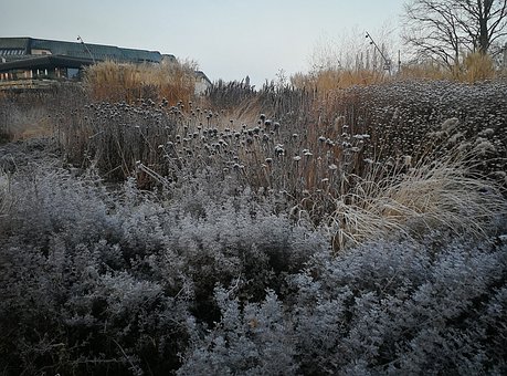 Free Grasses And Ferns photo and picture