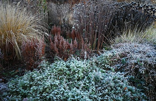 Free The Secret Stars In The Garden photo and picture