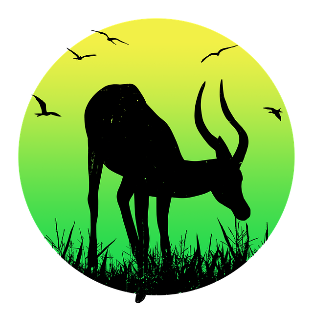 Impala, Елен, Антилопа, Птици, Животни