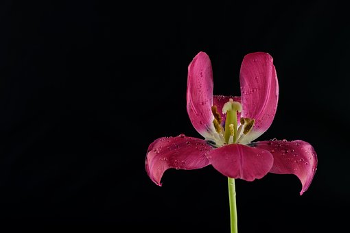 Blomst, Tulipan, Bloom, Smukke Blomster