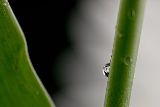 Stilk, Botanik, Makro, Plante, Vækst
