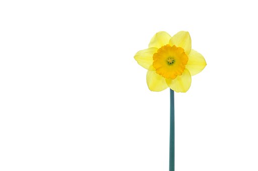 Blomst, Forår, Påskelilje, Bloom