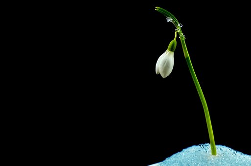Blomst, Blomst Tapet, Vintergæk, Forår