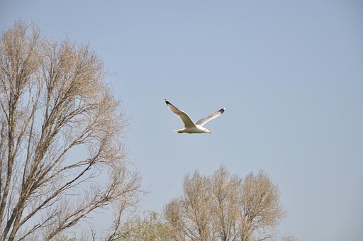Fugl, Måge, Ornitologi, Arter, Fauna