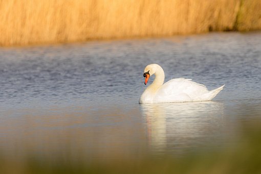 Vogel, Schwan, Vogelkunde, Spezies