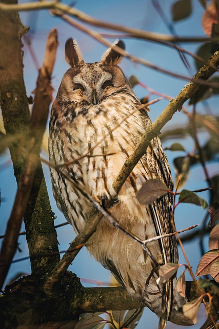 Eule, Vogel, Vogelkunde, Spezies, Fauna