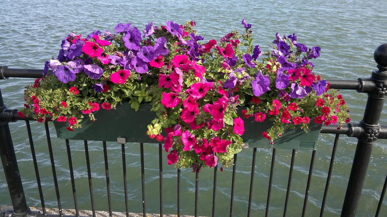 Cobh Flower Free photo on Pixabay Pixabay