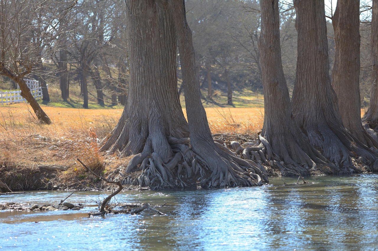 Cypress Trees Holliday Creek Free photo on Pixabay Pixabay