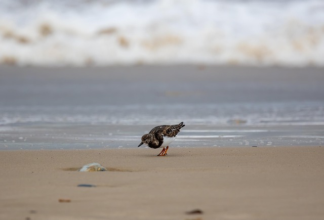 Bird Turnstone Ornithology - Free photo on Pixabay - Pixabay