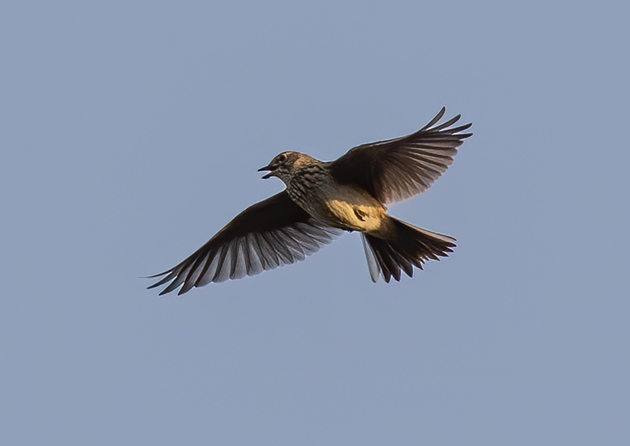 Feldlerche im Flug