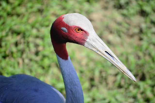 Free Bird Plumage photo and picture