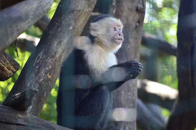 Free Monkey Fur photo and picture
