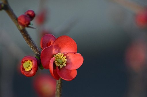 Free Flower Wallpaper 4K photo and picture