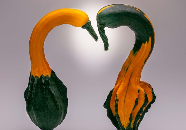 Free Swan Pumpkins Carved Pumpkins photo and picture