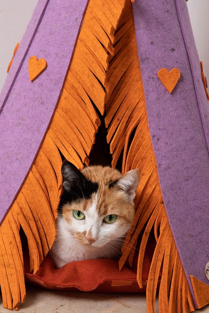 Free Cat Pet photo and picture