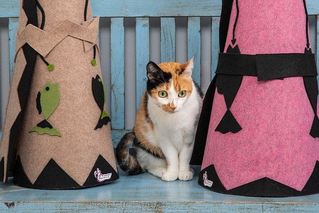 Free Feline Cat photo and picture