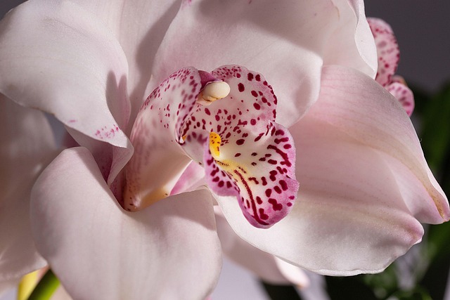 Free Orchid Flower photo and picture