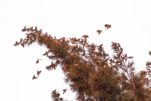 Free Birds Migratory Birds photo and picture