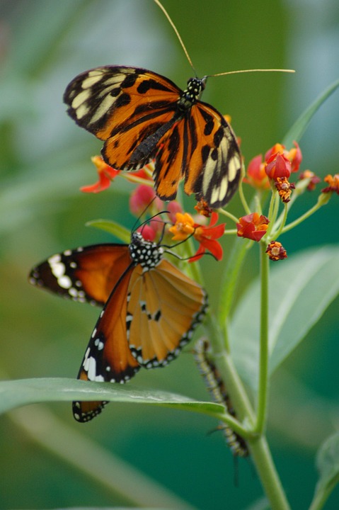 Plain Tiger Butterfly Insect - Free photo on Pixabay - Pixabay