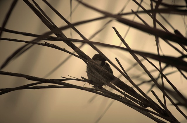 Free Bird Wildlife photo and picture