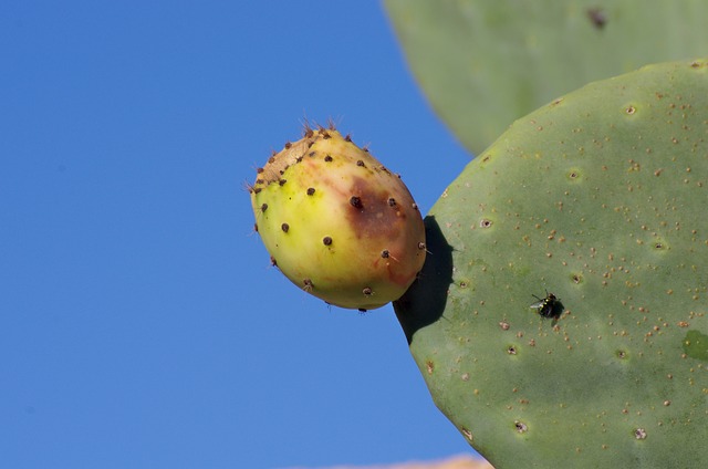 Free Prickly Pear Fruit photo and picture
