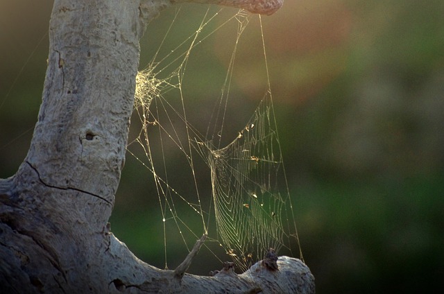 Free Web Spider photo and picture