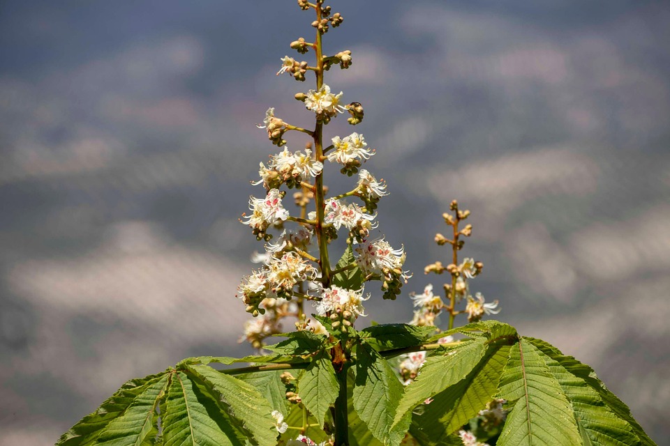 Plant Flowers Buds - Free photo on Pixabay