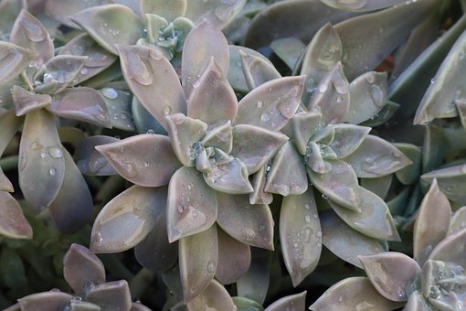 Free Ghost-Plant Succulent photo and picture