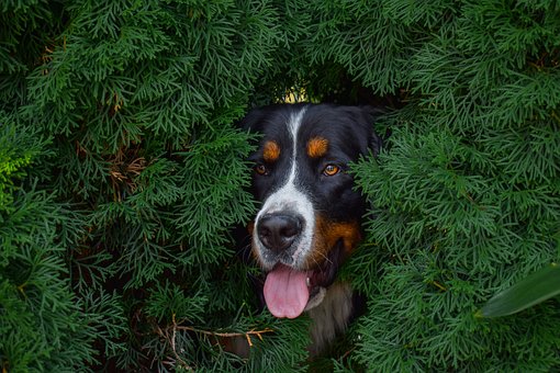 Câine, Câine De Munte Bernez, Canin