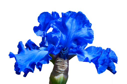 Iris, Blomst, Blå Blomst, Natur, Flora
