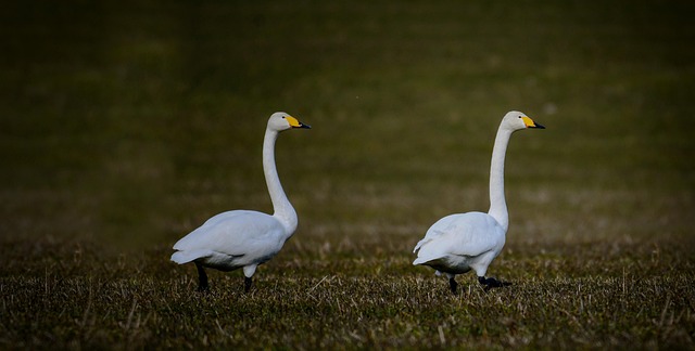 Vogels, Eend, Gans, Zwaan, Loopt, Natuur