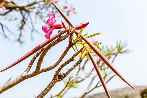 Blume, Afrikanisch, Natur, Baum, Pflanze