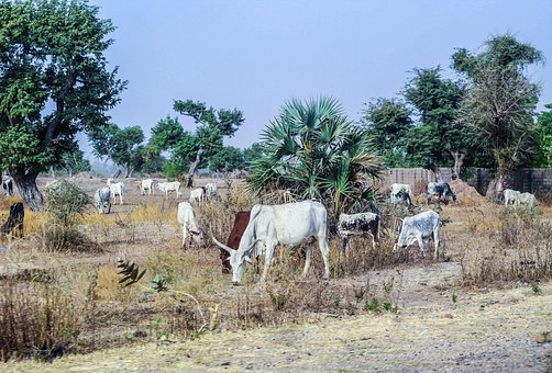 Bauernhof, Kühe, Das Vieh, Weiden, Weide