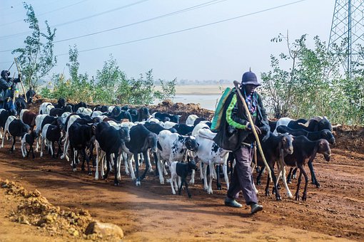 Afrikanisch, Afrika, Nigeria, Die Schafe