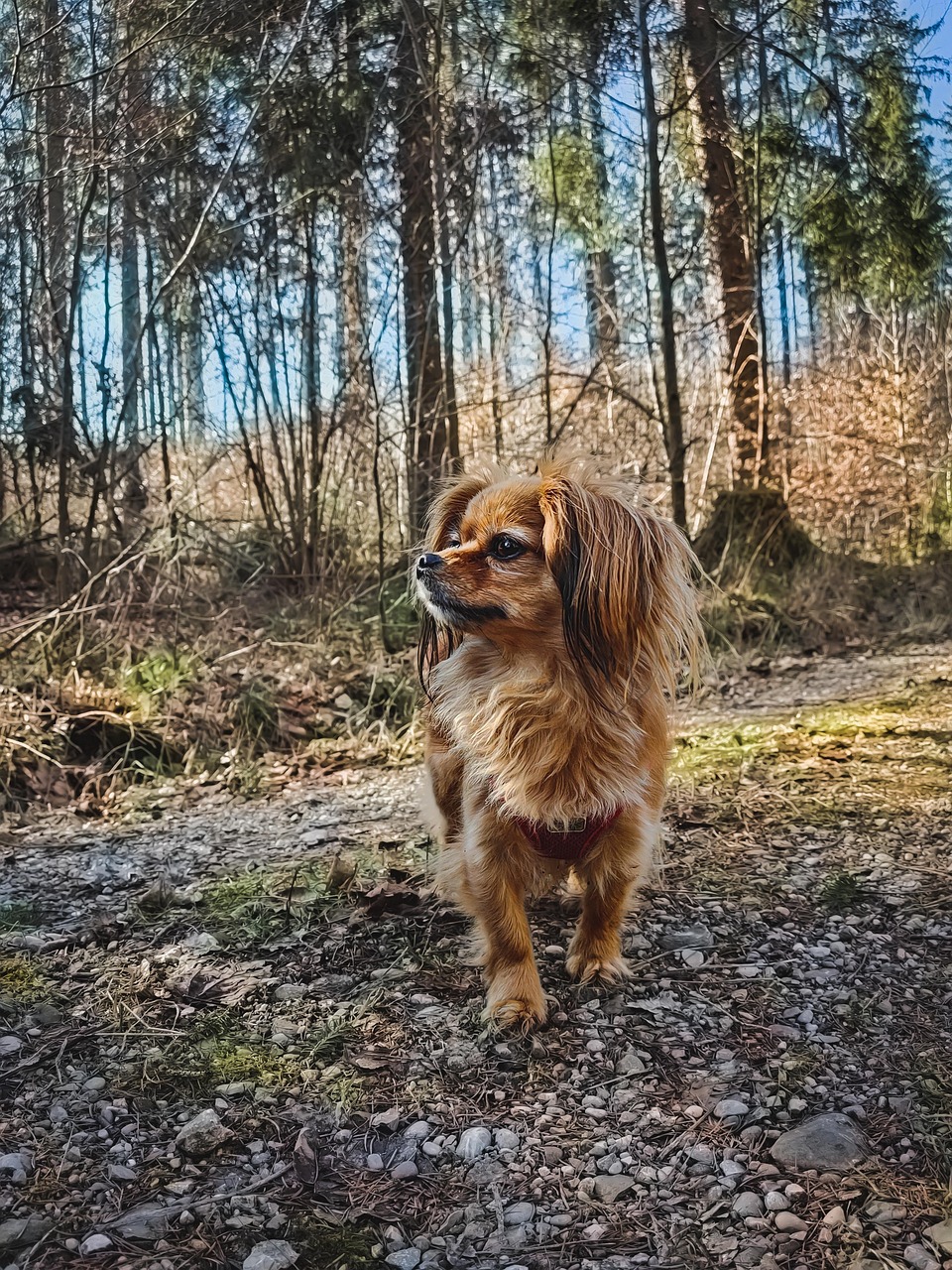 https://cdn.pixabay.com/photo/2022/02/18/23/58/dog-7021727_1280.jpg
