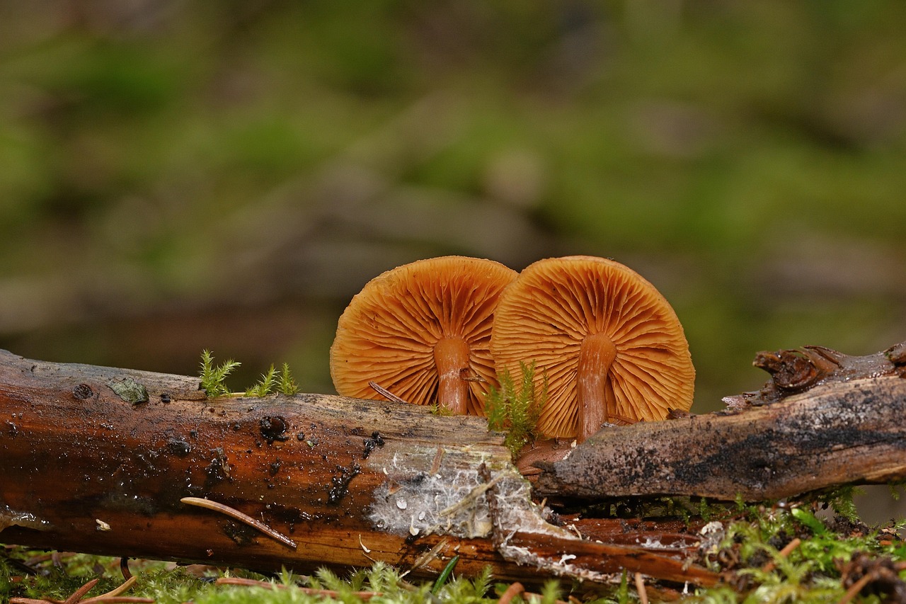 https://cdn.pixabay.com/photo/2022/02/19/09/49/mushrooms-7022178_1280.jpg